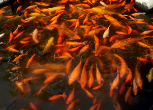 Viewing Fish in the Flowering Harbor, Hangzhou Attraction, Hangzhou Guide, Hangzhou Trave