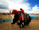 Приключение Таинственного Тибета